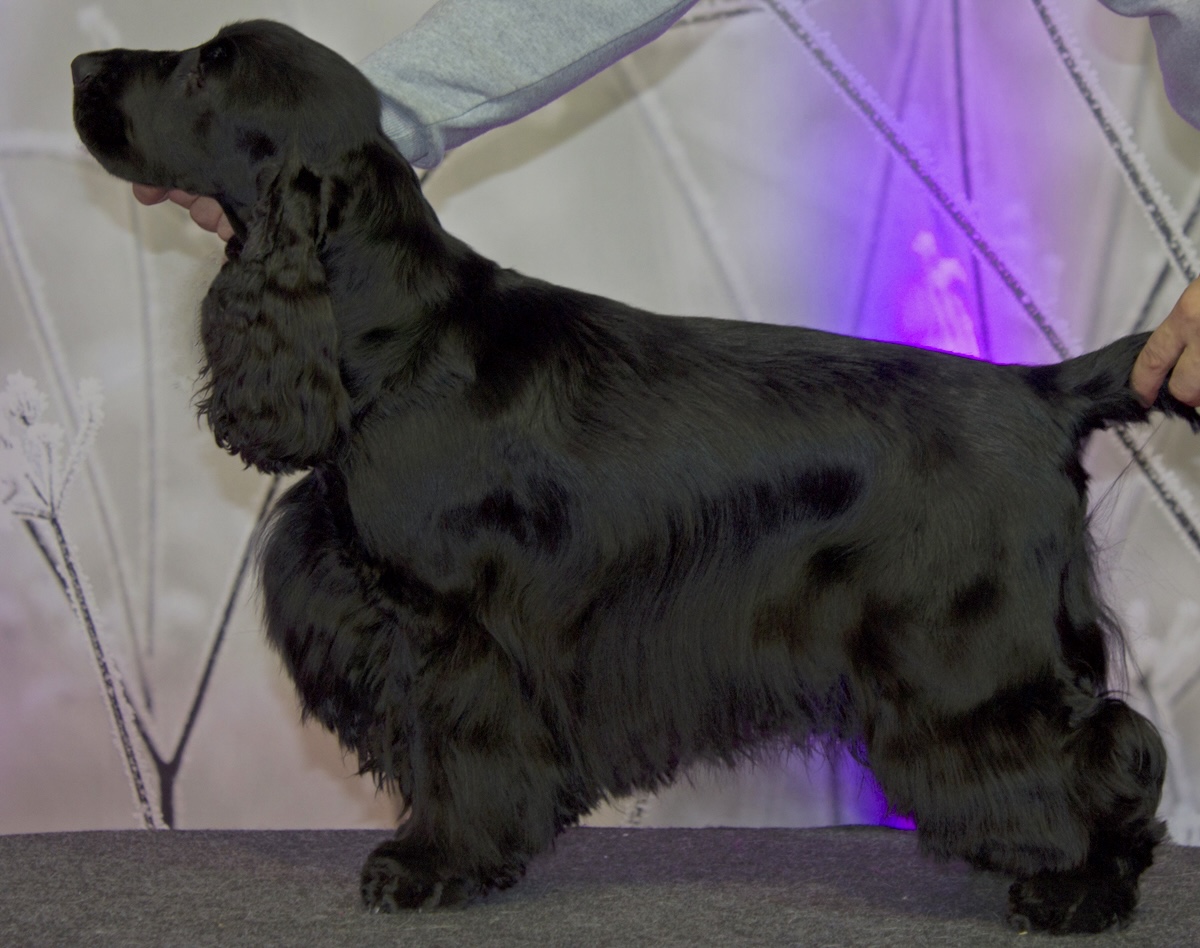 Fiskal z Bojnických údolov